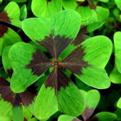 2023澳门管家婆资料正版大全手机app下载